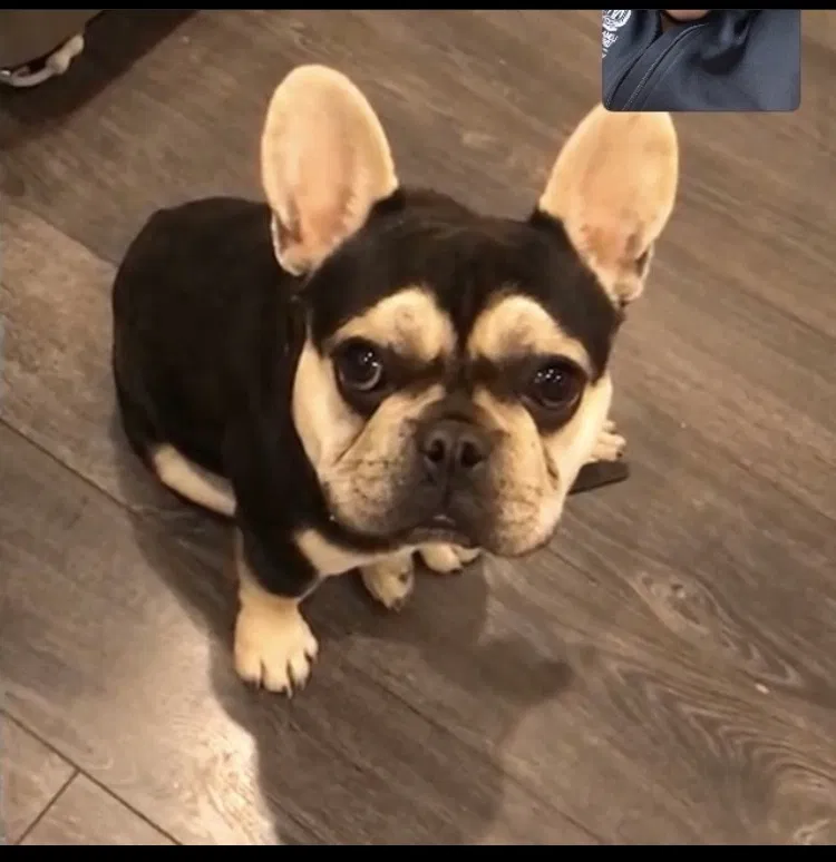 Lost dog in Highland, CA, 92346