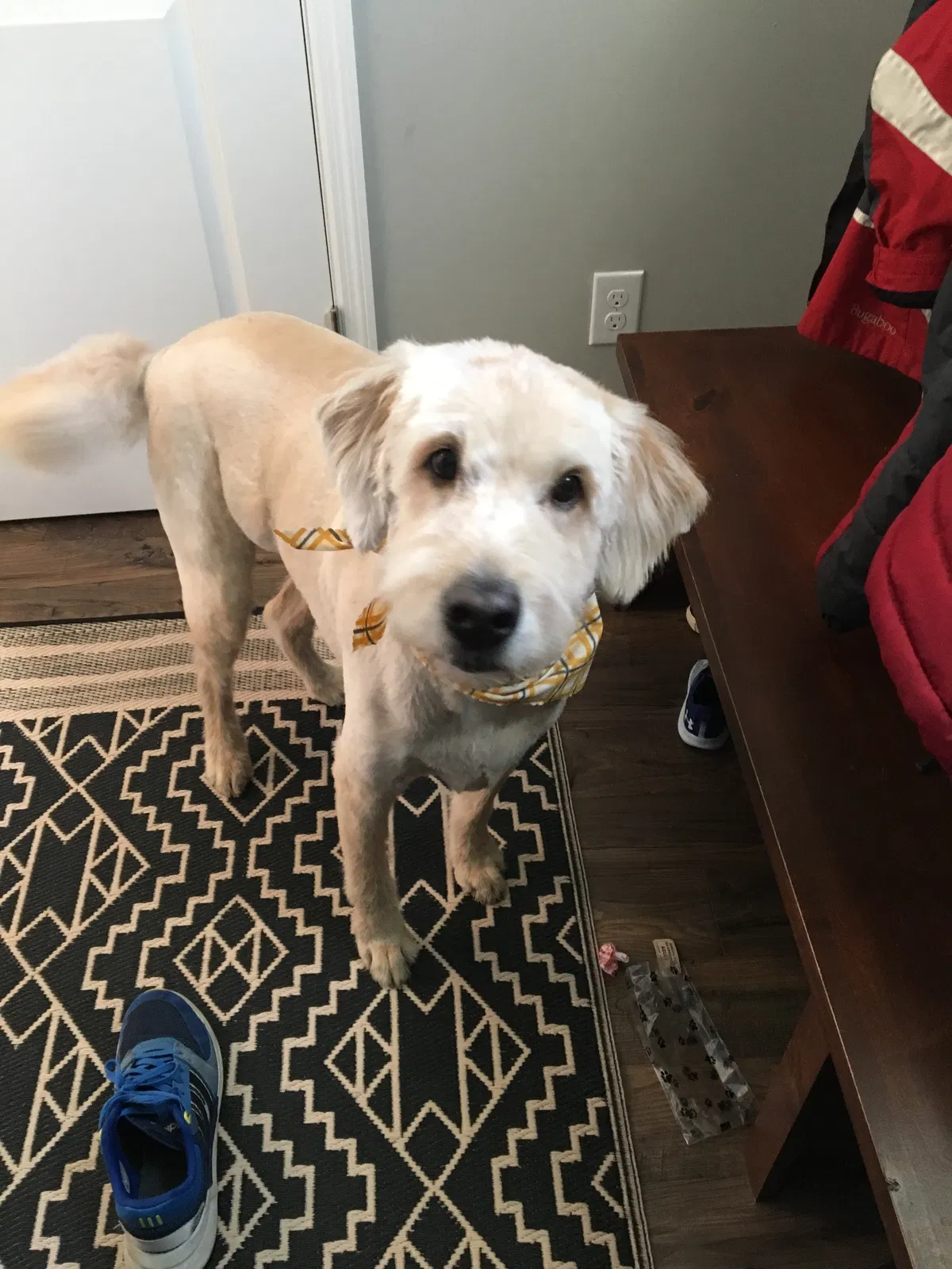 Lost dog in Saint Paul, MN, 55109