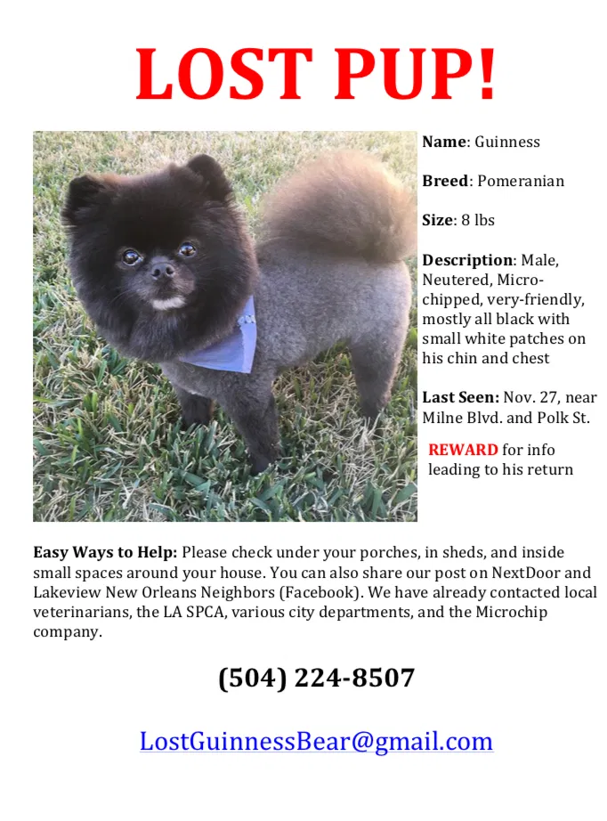 Lost dog in New Orleans, LA, 70124