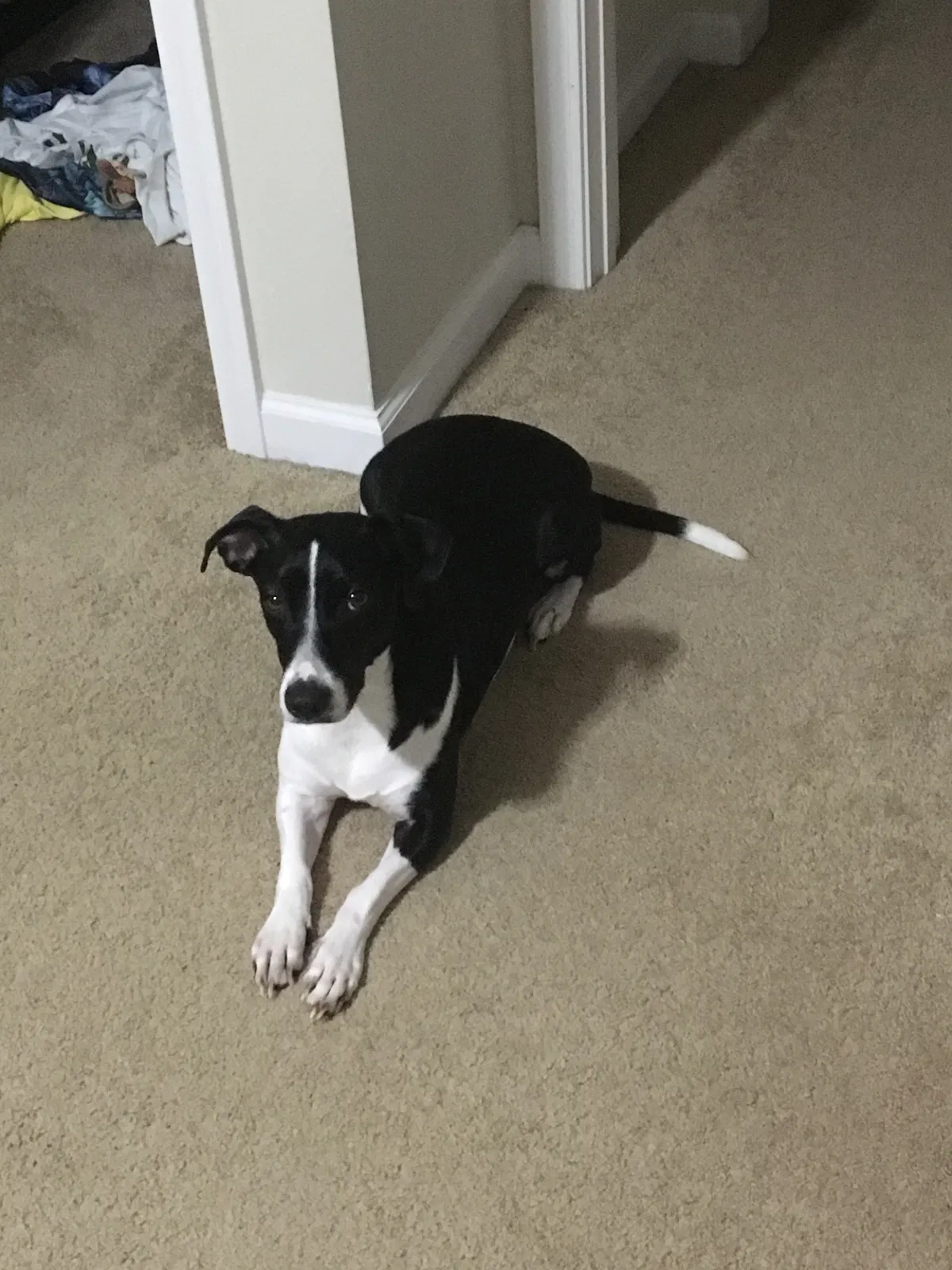 Lost dog in Gainesville, FL, 32608