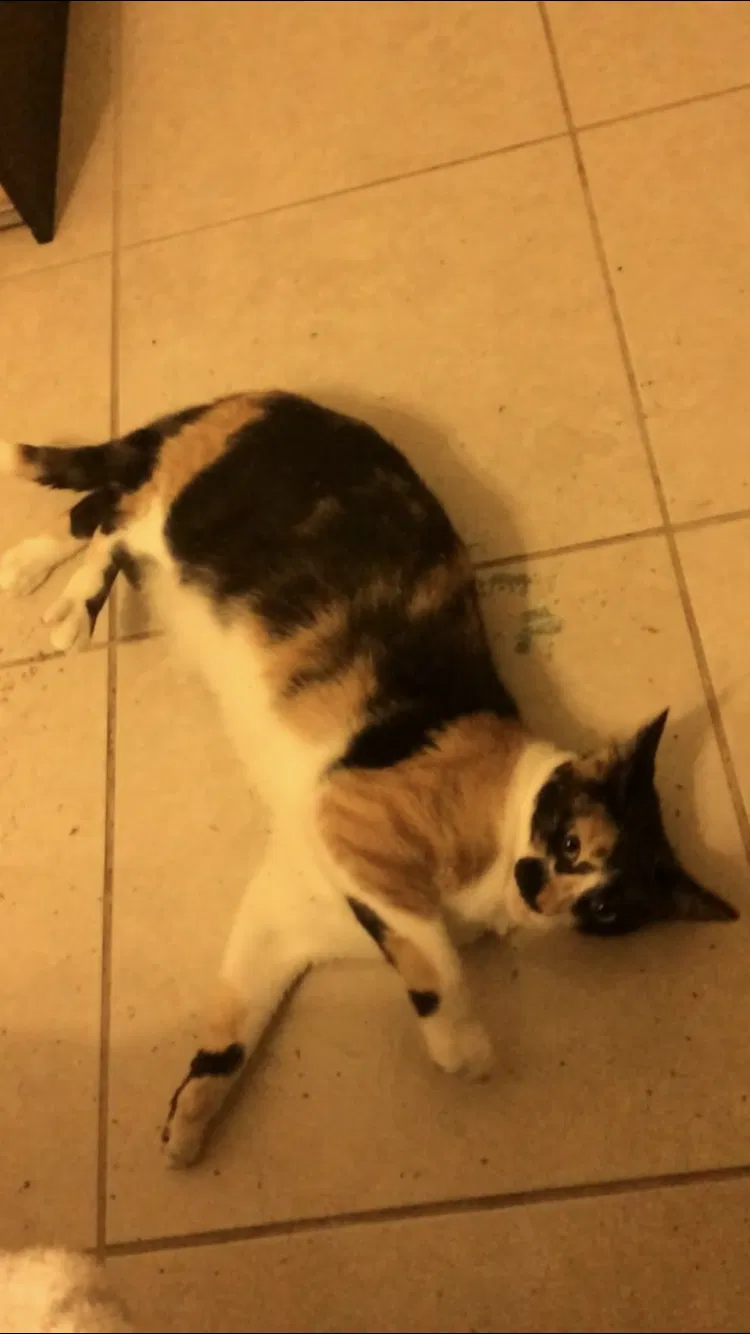 Lost cat in North Fort Myers, FL, 33917