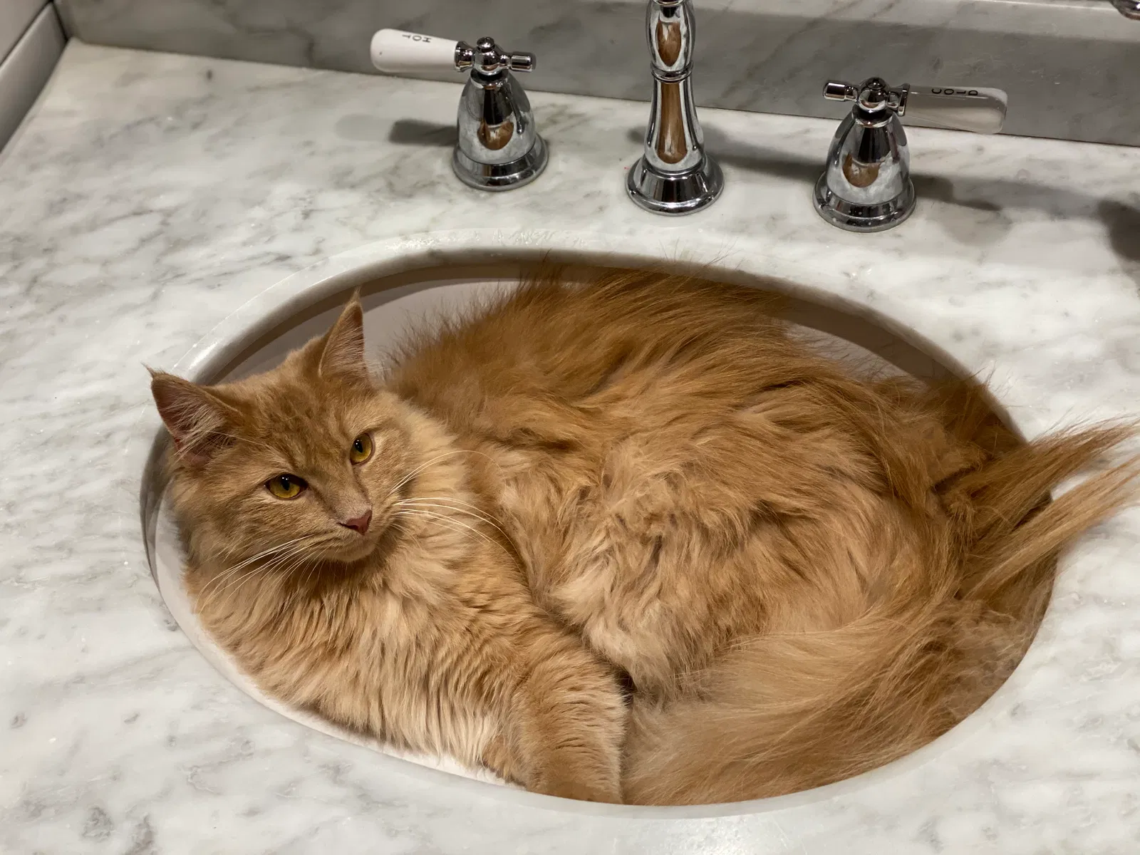 Lost cat in Peoria, IL, 61604