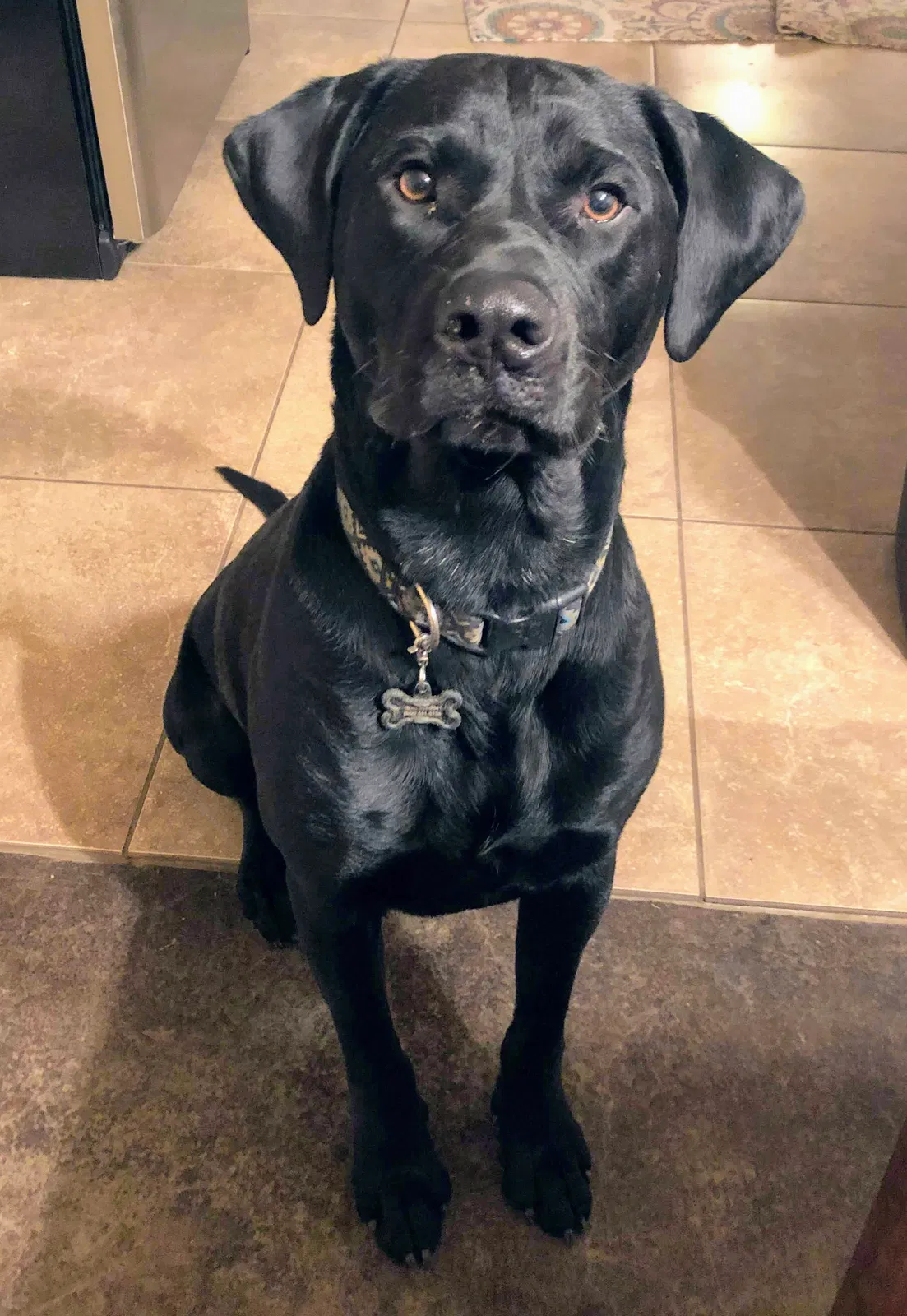Lost dog in Wolfforth, TX, 79382