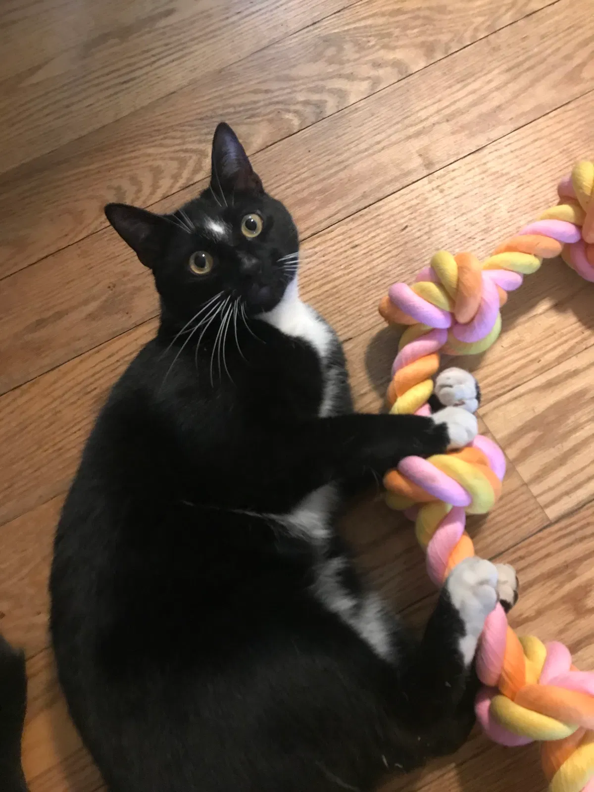 Lost cat in Westminster, MA, 1473