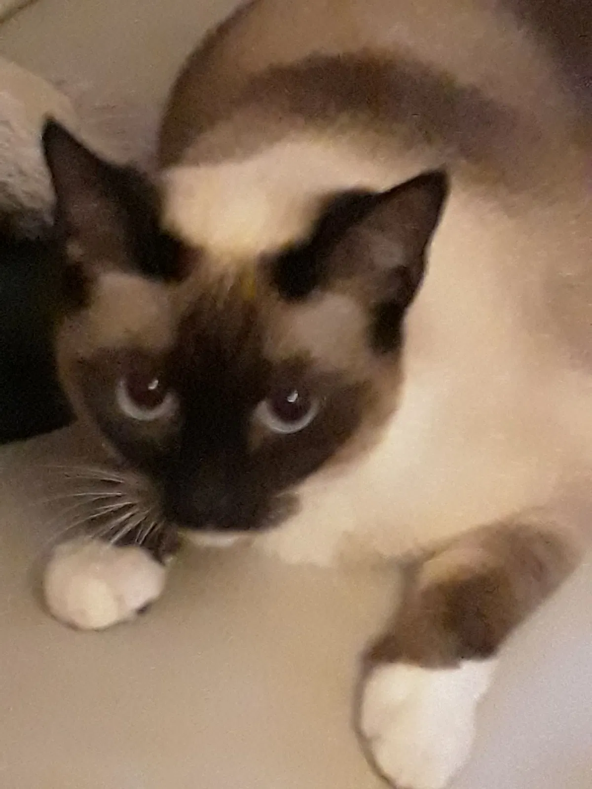 Lost cat in Englewood, FL, 34223