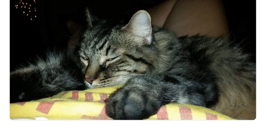 Lost cat in Phoenix, AZ, 85024