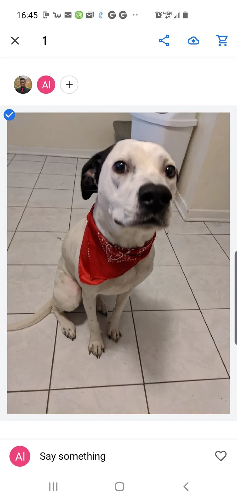 Lost dog in Manassas, VA, 20111