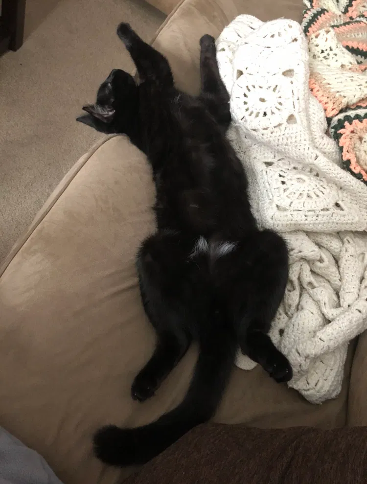 Lost cat in Tolland, CT, 6084
