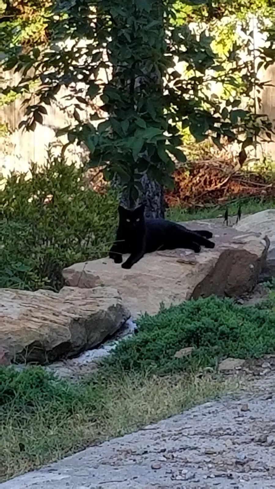 Lost cat in Topeka, KS, 66604
