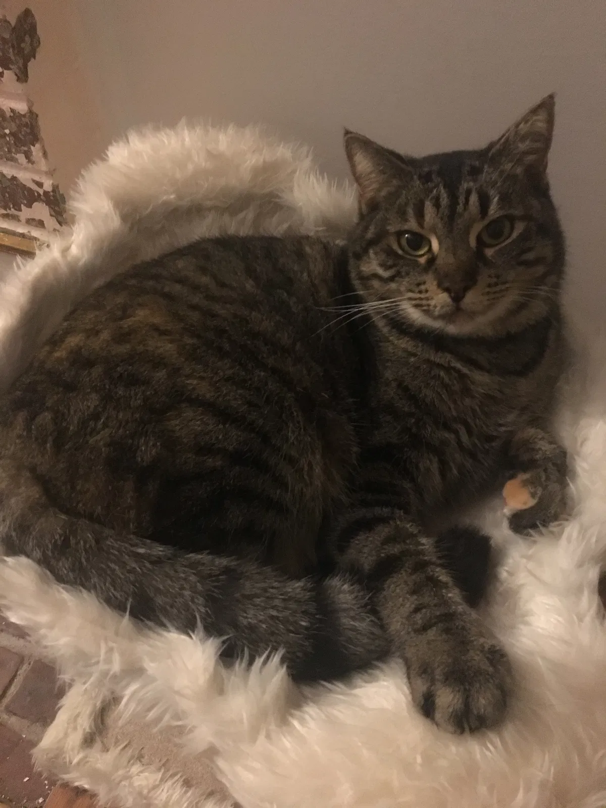 Lost cat in Easley, SC, 29642