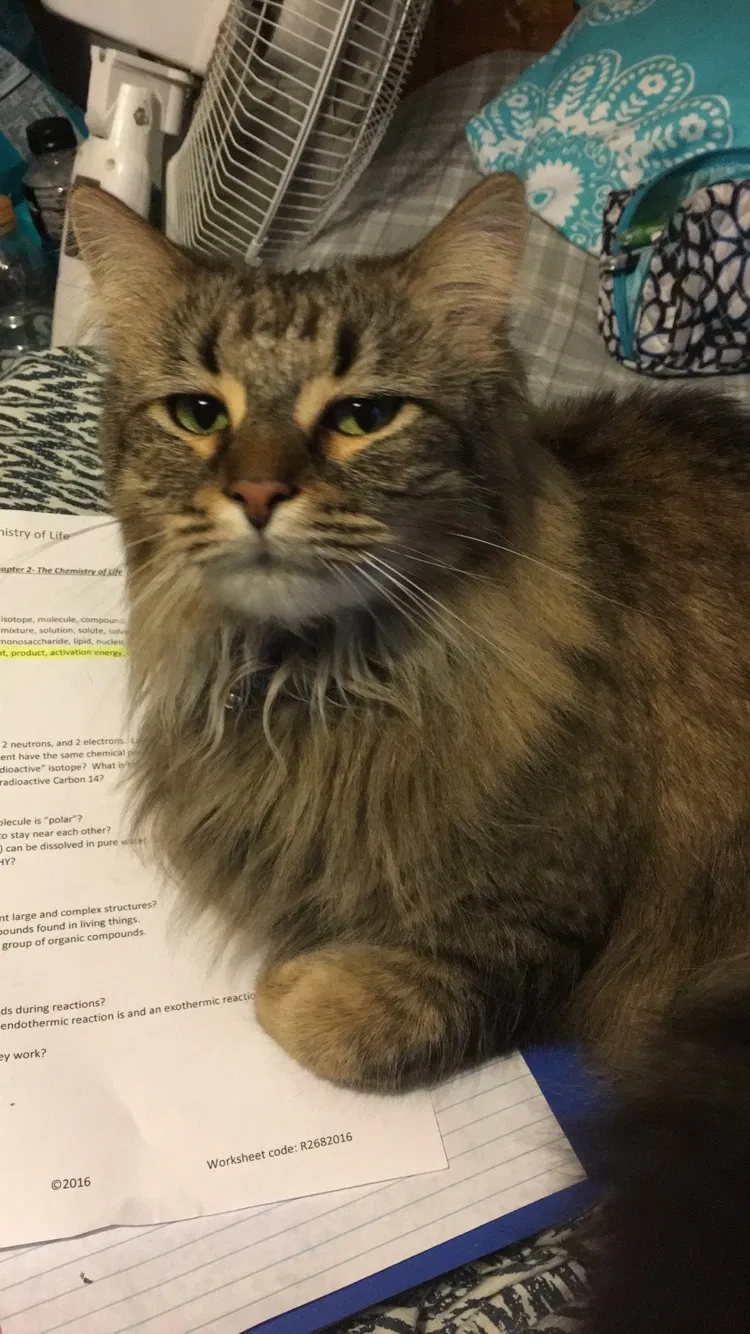 Lost cat in Cincinnati, OH, 45240