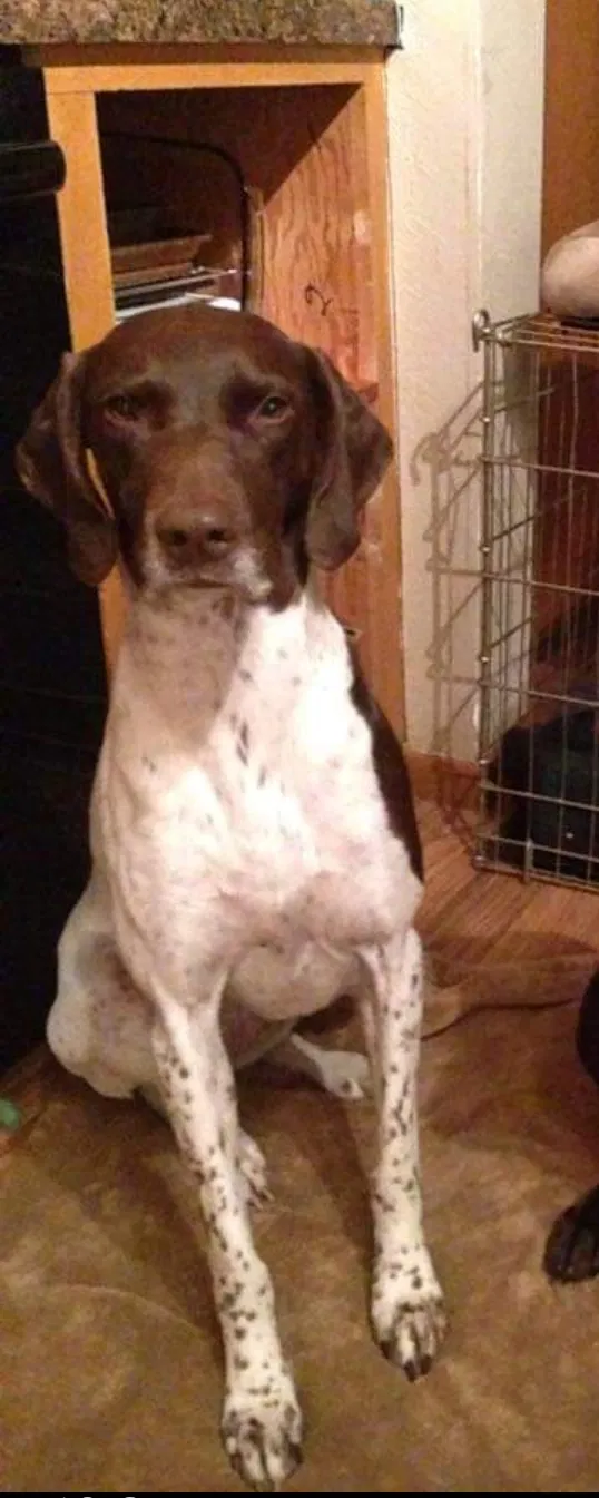 Lost dog in Tacoma, WA, 98404