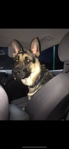 Lost dog in Gardendale, TX, 79758