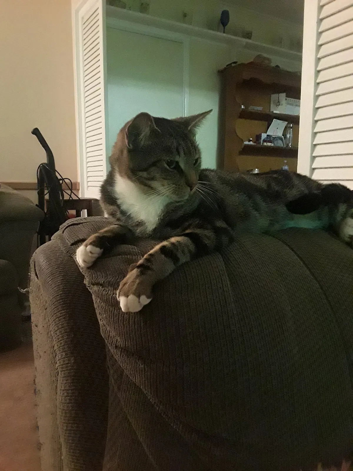 Lost cat in Levittown, PA, 19055