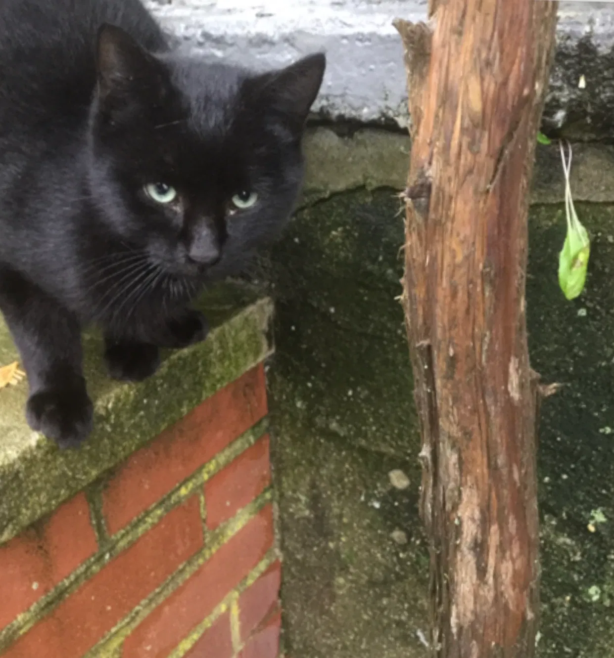 Lost cat in Far Rockaway, NY, 11691