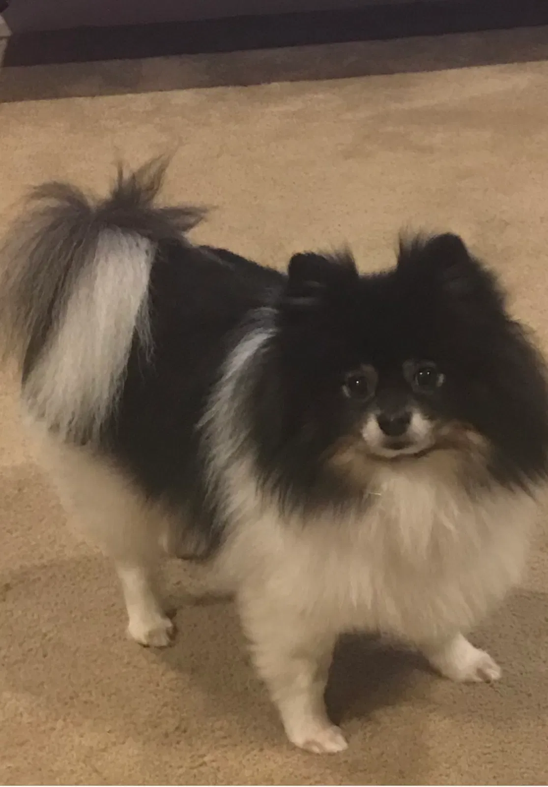 Lost dog in Shasta Lake, CA, 96019