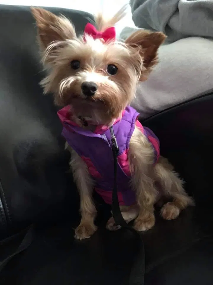 Lost dog in Lincoln Park, MI, 48146