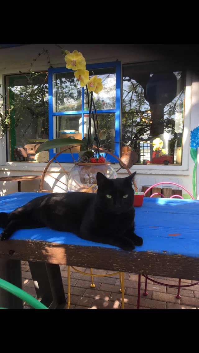 Lost cat in Fort Lauderdale, FL, 33304