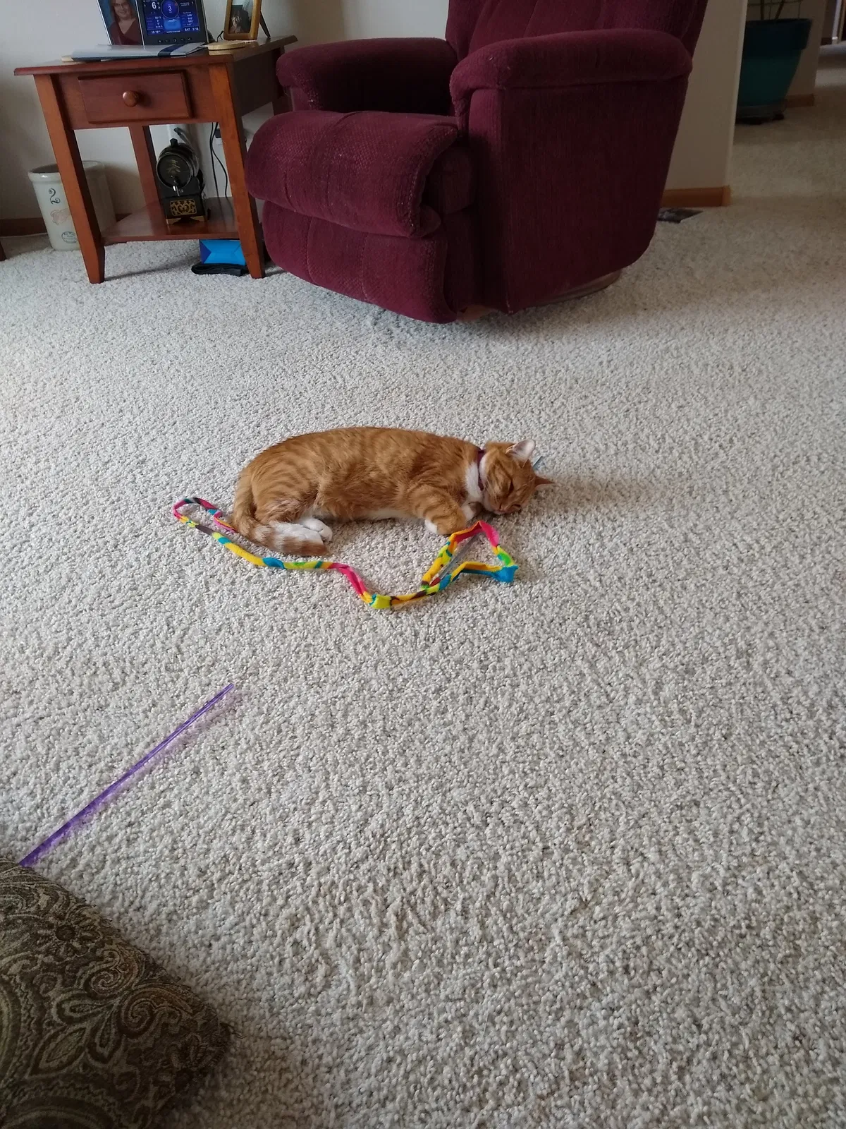 Lost cat in West Fargo, ND, 58078