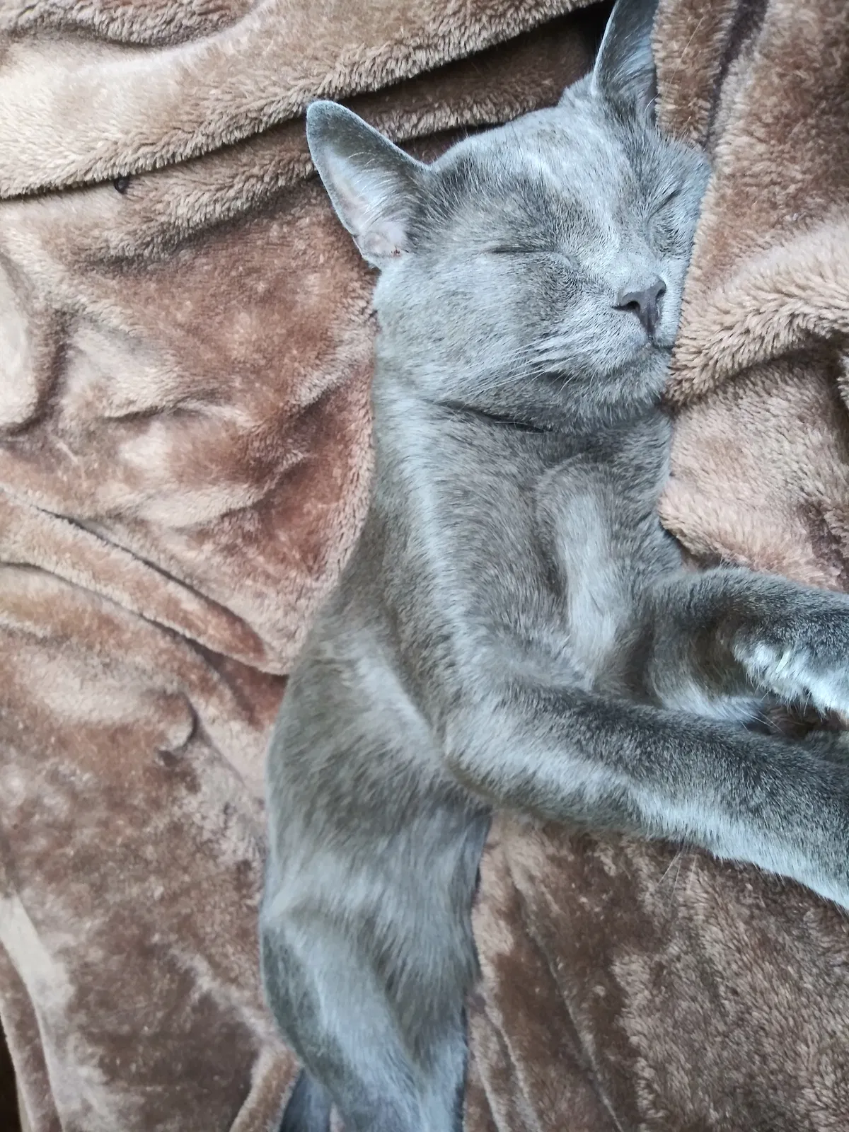 Lost cat in Newark, OH, 43055