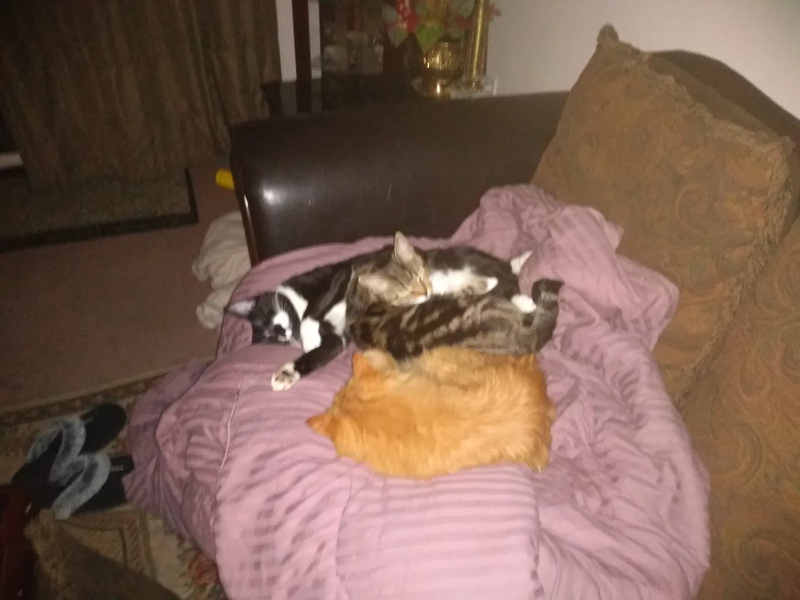 Lost cat in Delavan, WI, 53115