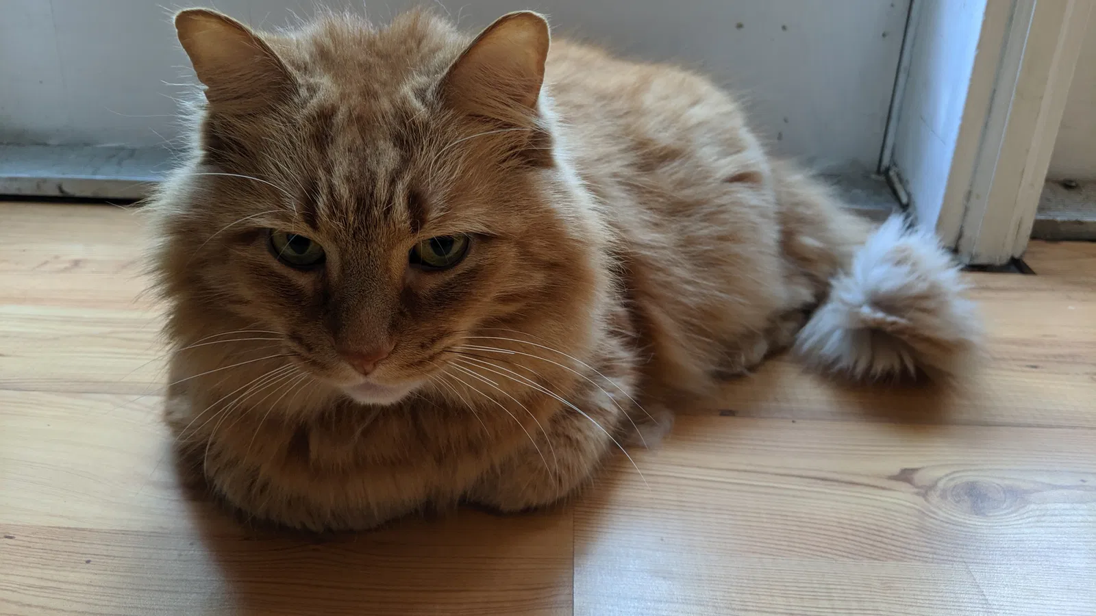 Lost cat in High Point, NC, 27262