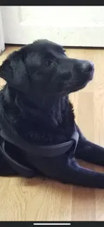 Lost dog in Corpus Christi, TX, 78411