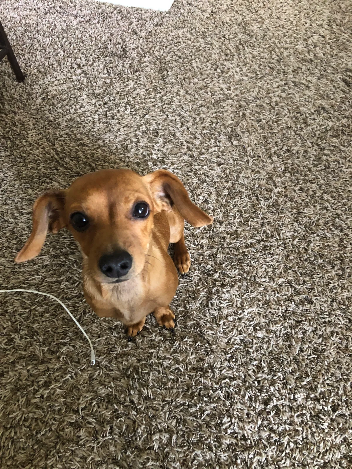 Lost dog in San Antonio, TX, 78232