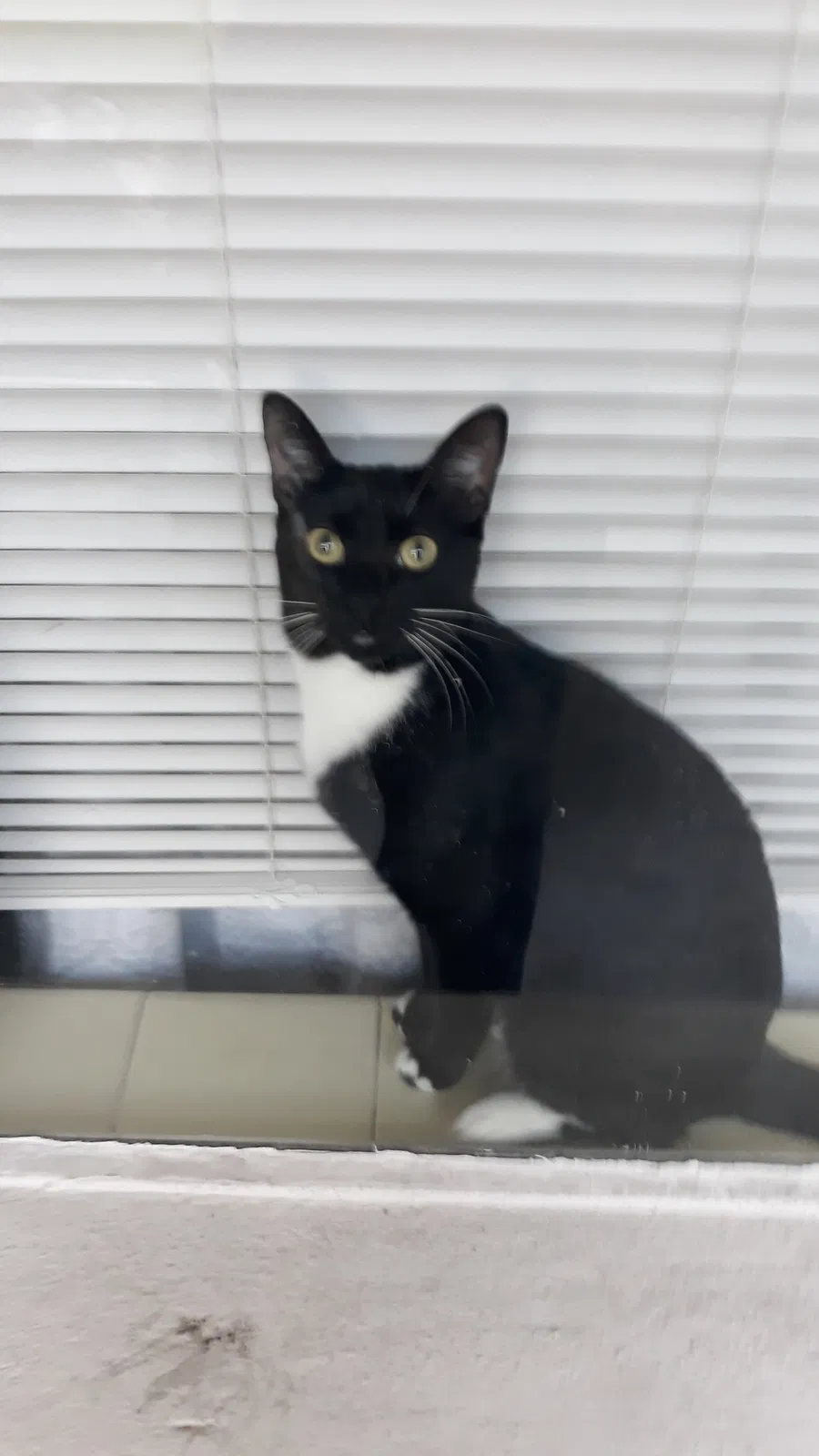 Lost cat in Clearwater, FL, 33765