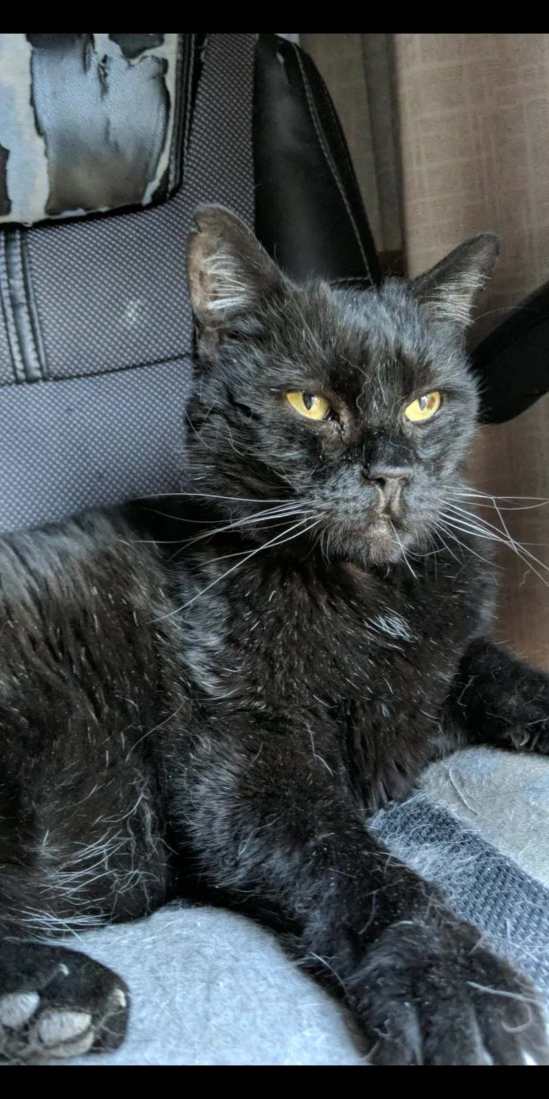 Lost cat in Phoenix, AZ, 85015