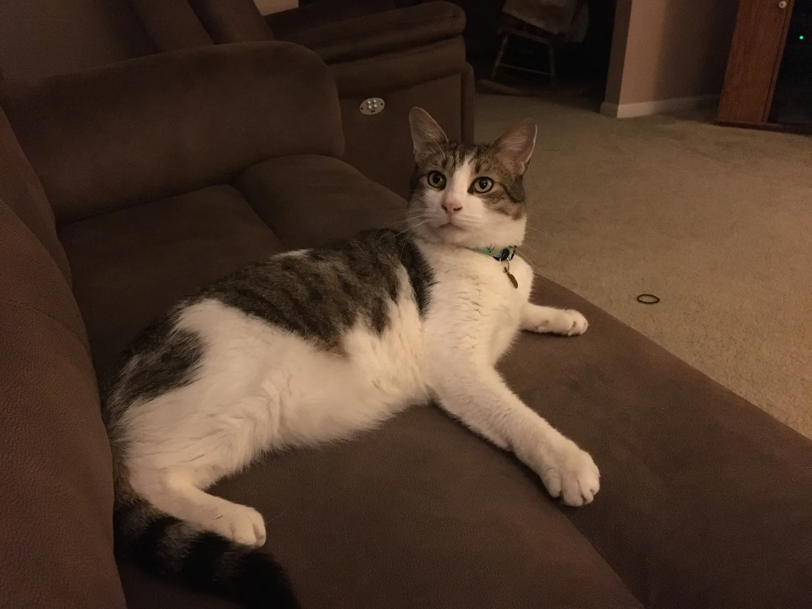 Lost cat in Etters, PA, 17319
