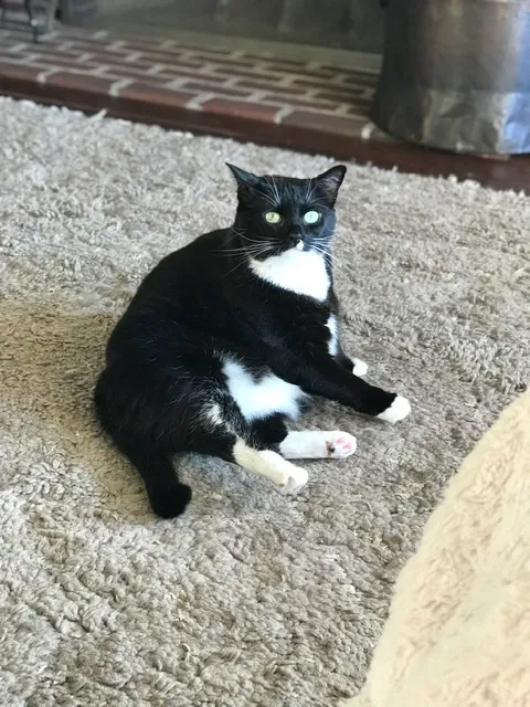 Lost cat in Hanover, PA, 17331