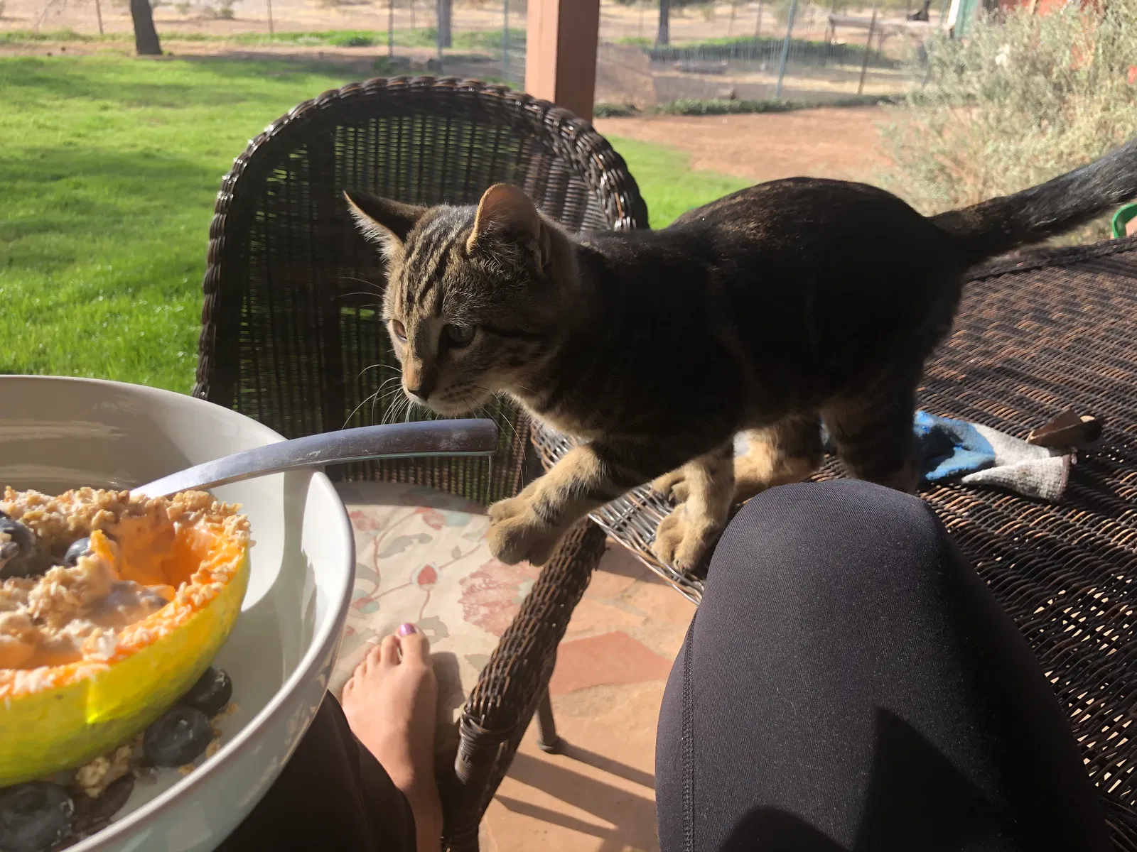 Lost cat in Wittmann, AZ, 85361