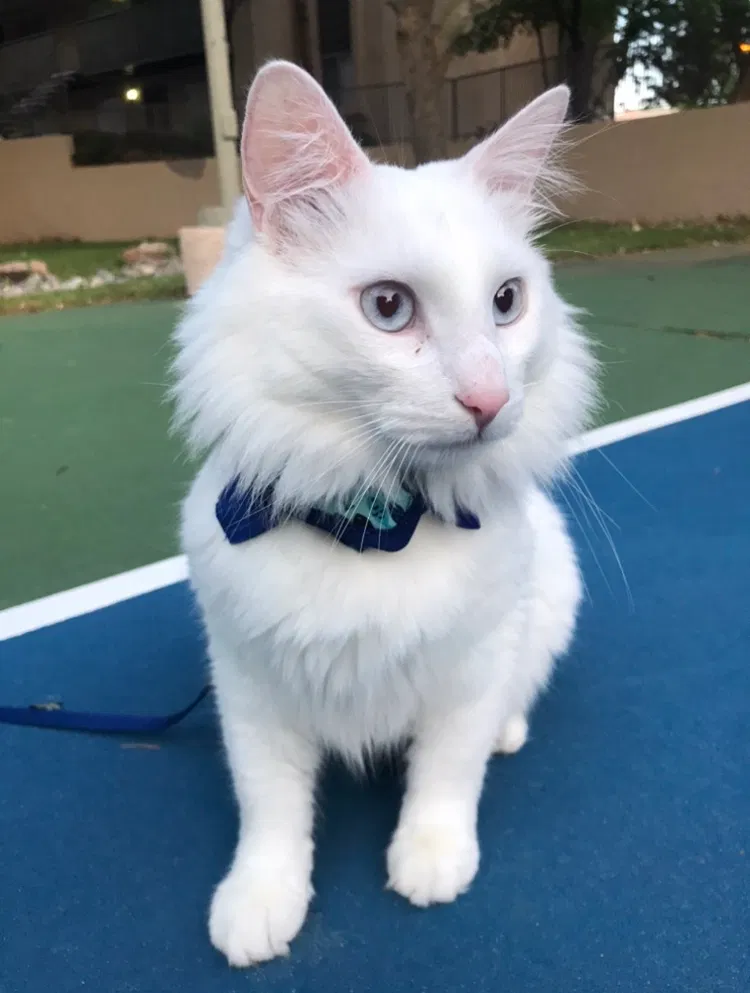 Lost cat in Albuquerque, NM, 87111