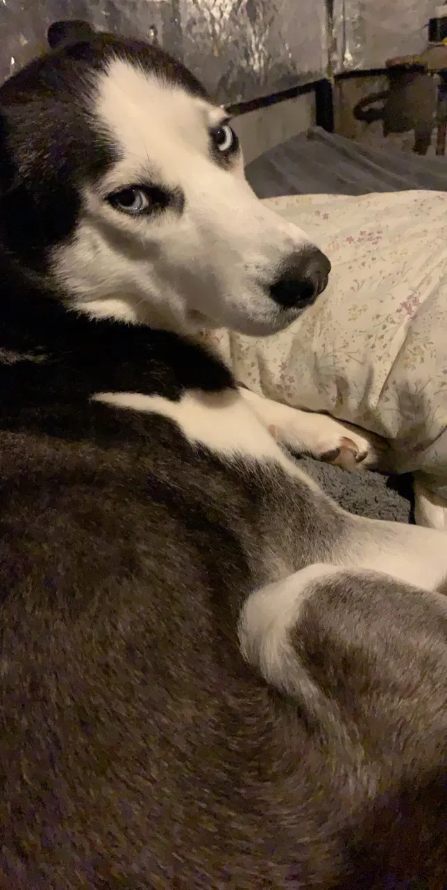 Lost dog in Columbus, OH, 43207