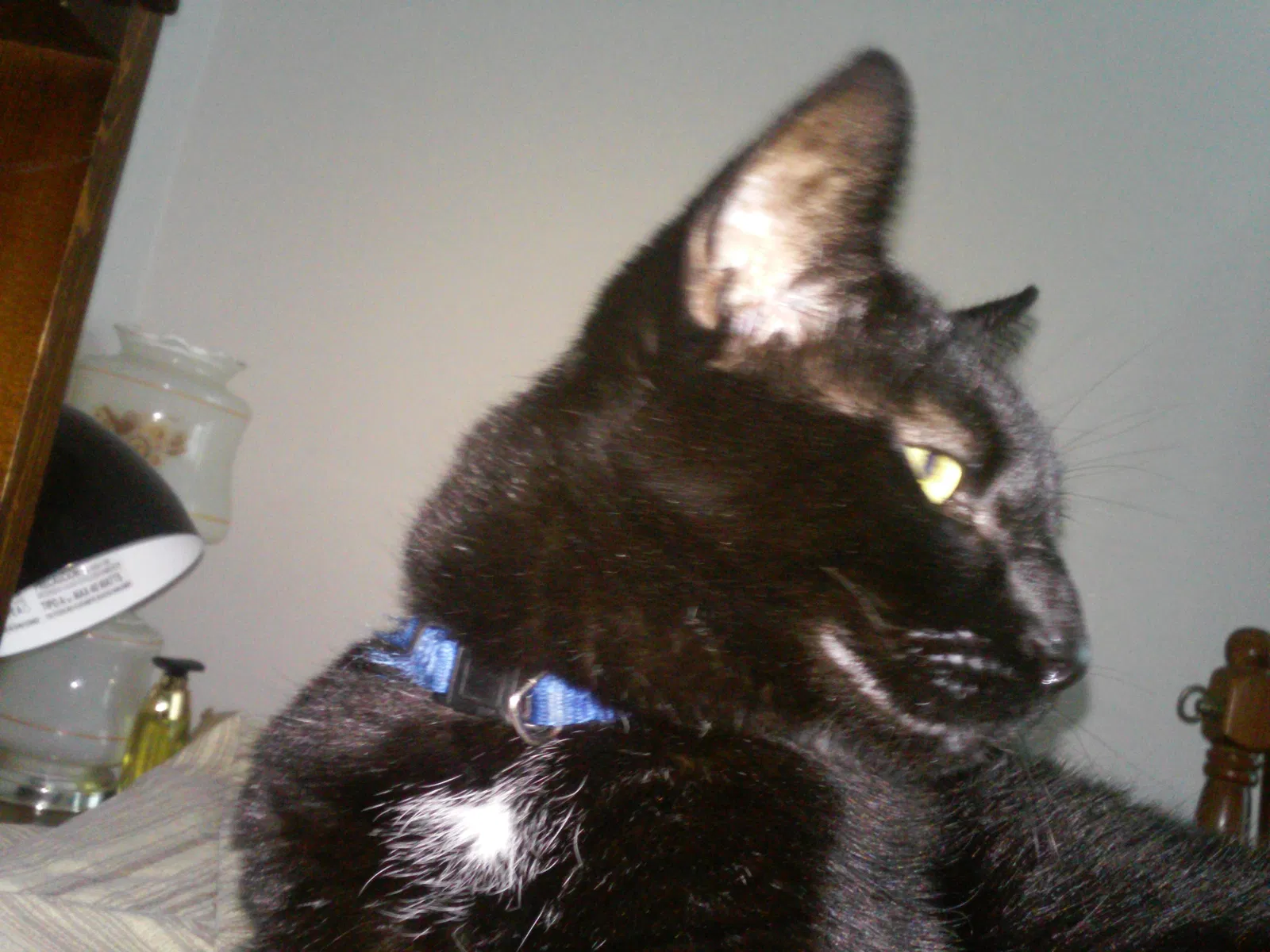 Lost cat in Myrtle Beach, SC, 29575