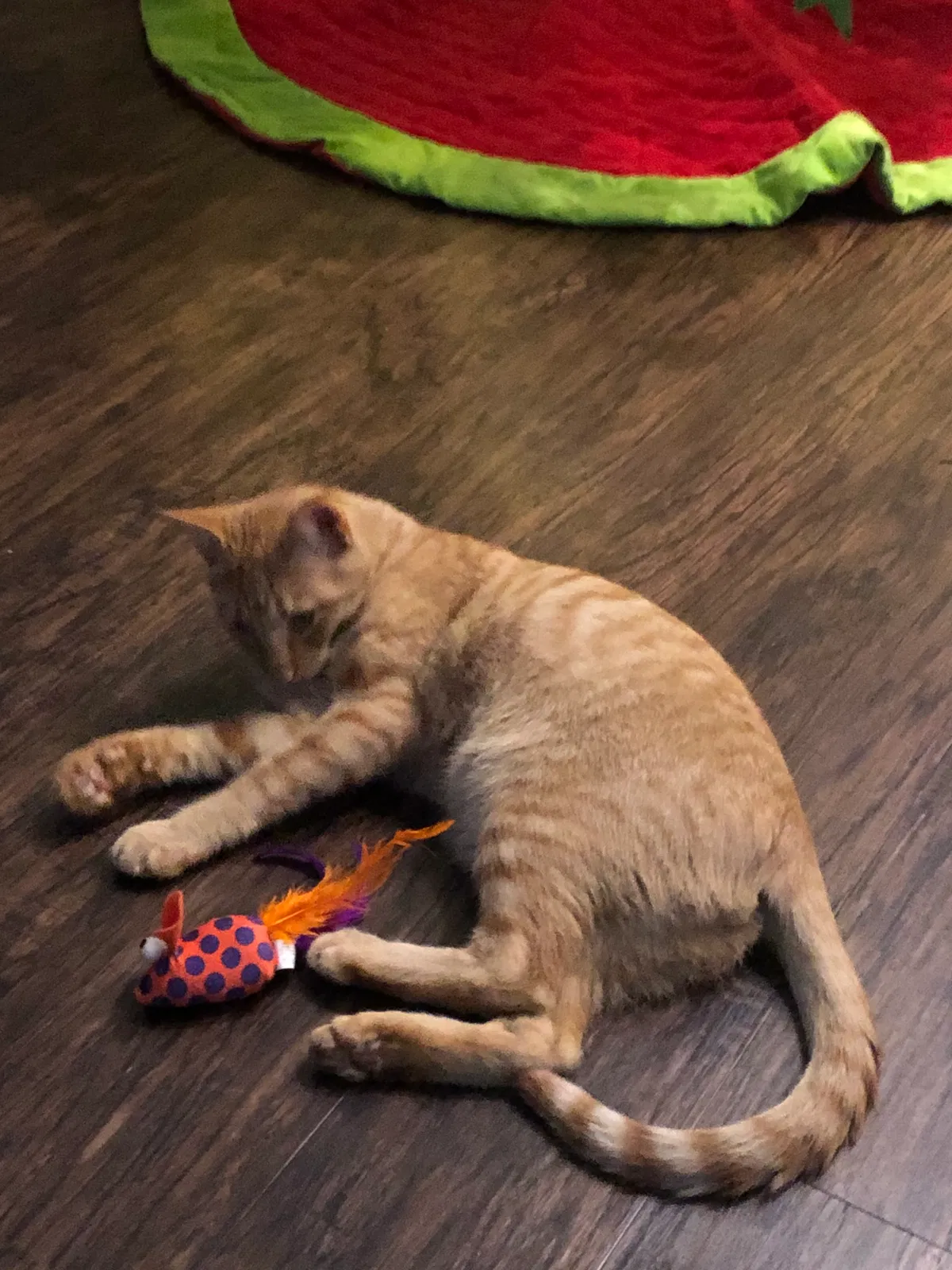 Lost cat in Madison, AL, 35758