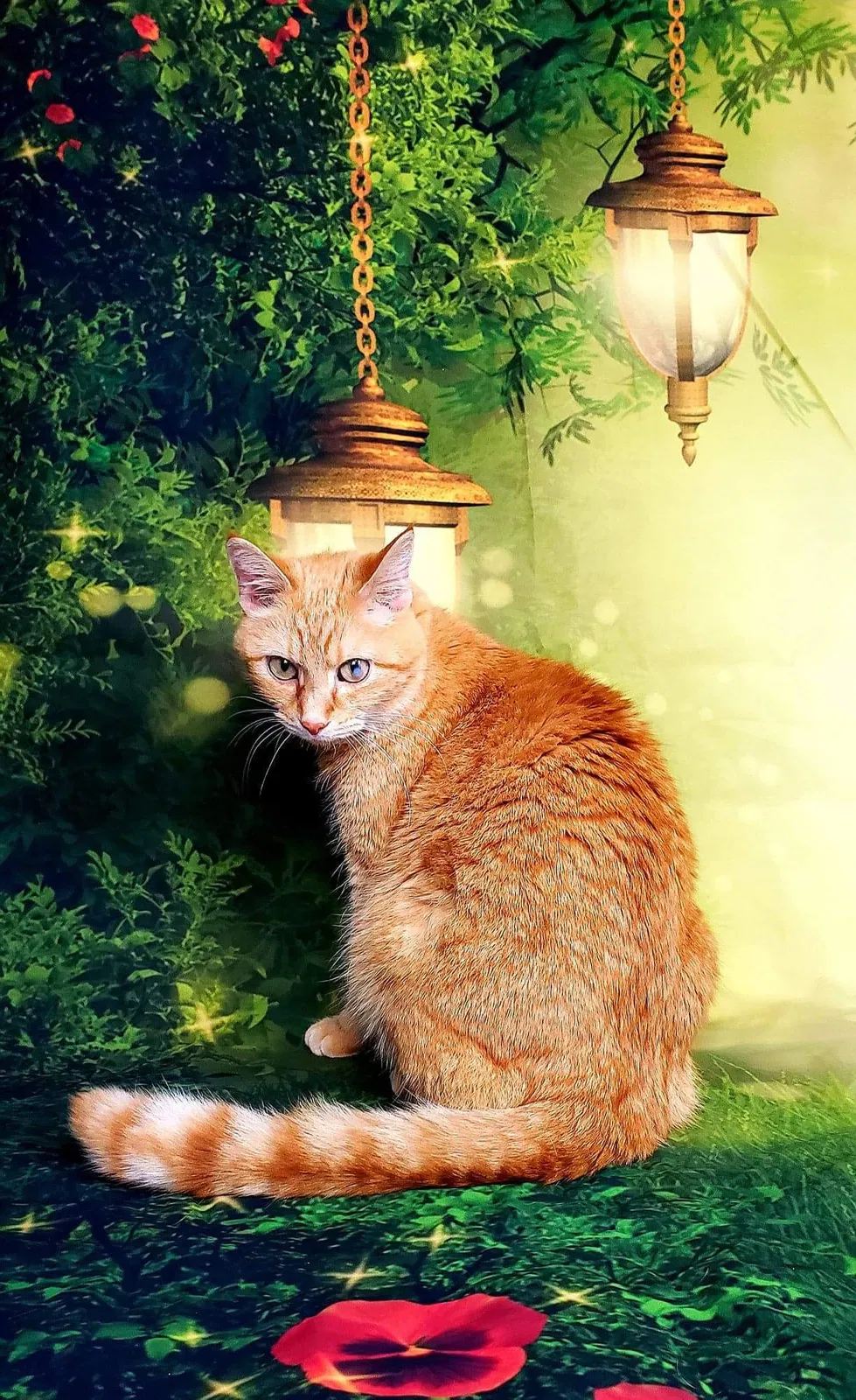 Lost cat in Dublin, OH, 43016