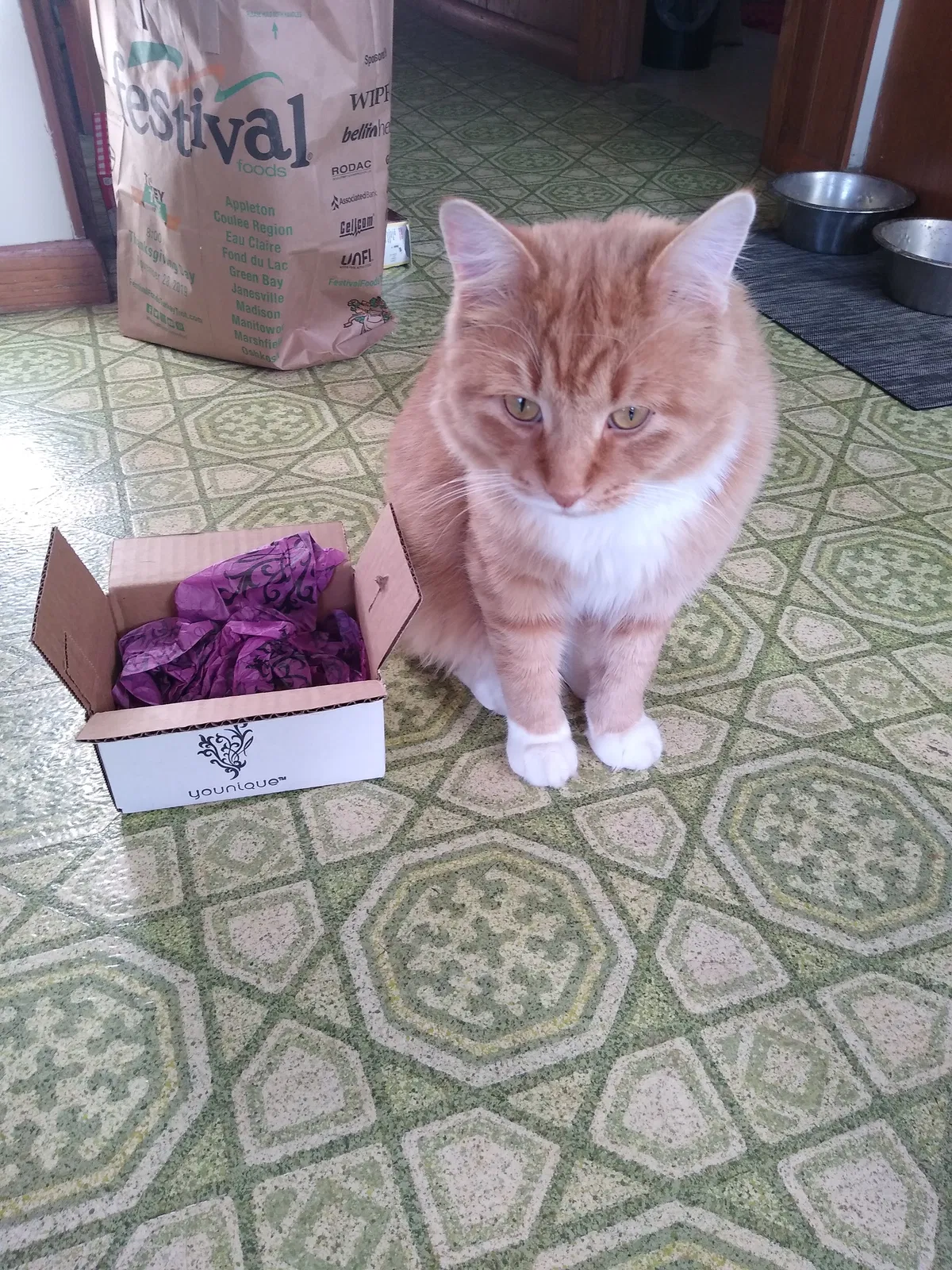 Lost cat in De Pere, WI, 54115