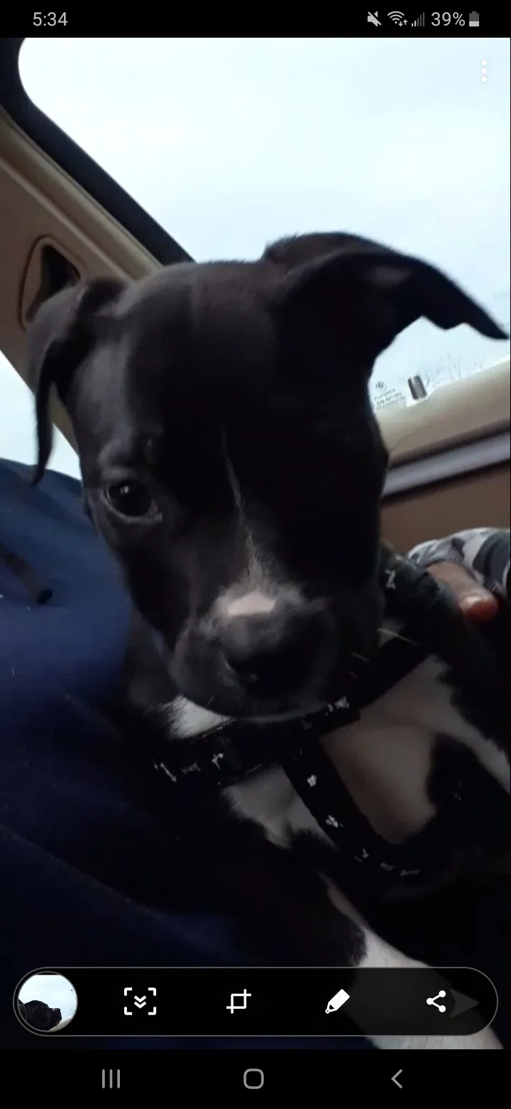 Lost dog in Portland, OR, 97203