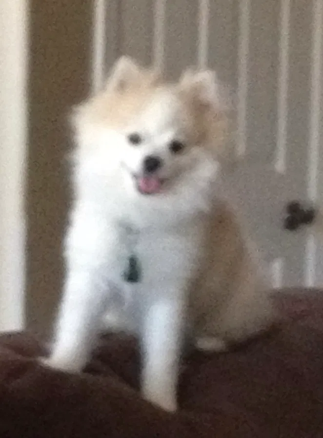 Lost dog in Gilbert, AZ, 85298