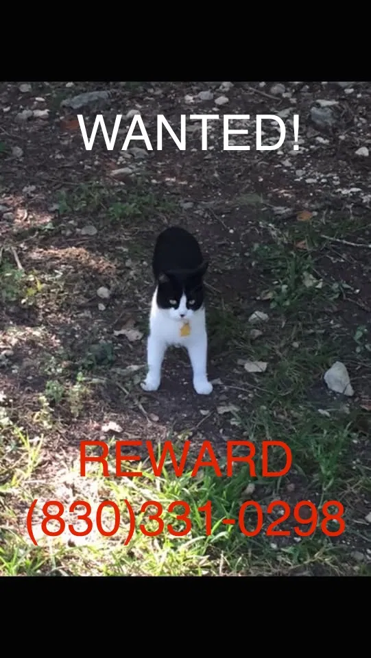 Lost cat in Boerne, TX, 78006