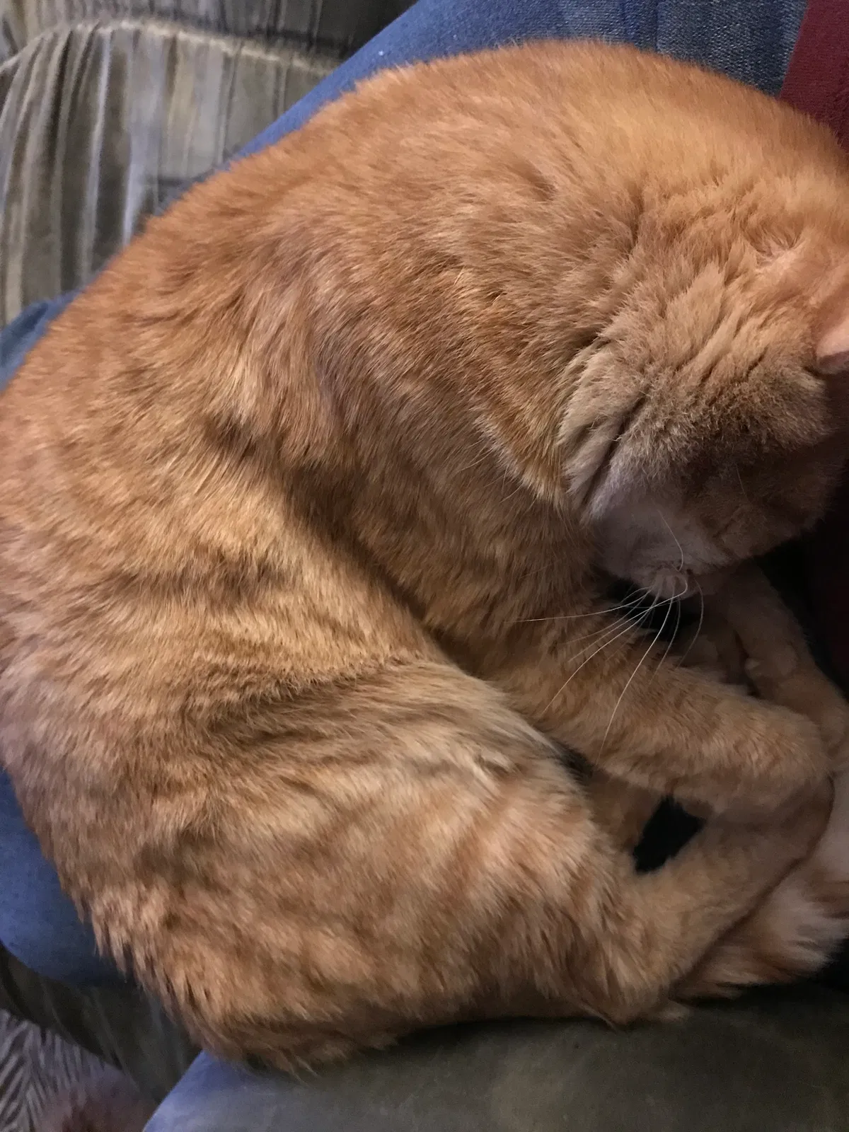 Lost cat in Arlington, TX, 76002