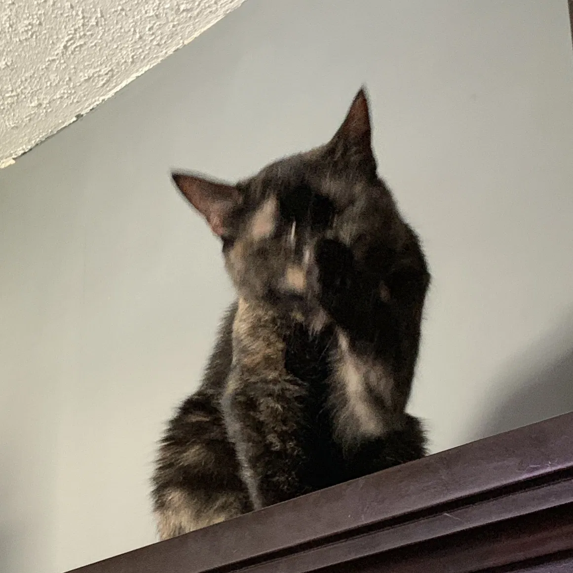 Lost cat in East Bridgewater, MA, 2333
