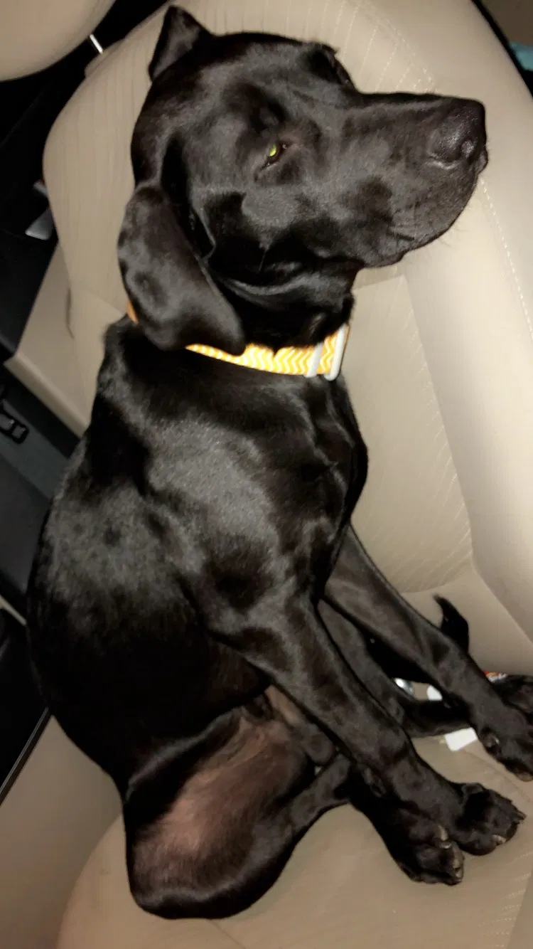 Lost dog in Hensley, AR, 72065