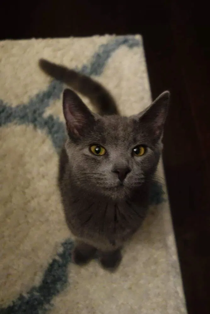 Lost cat in Hopkins, SC, 29061