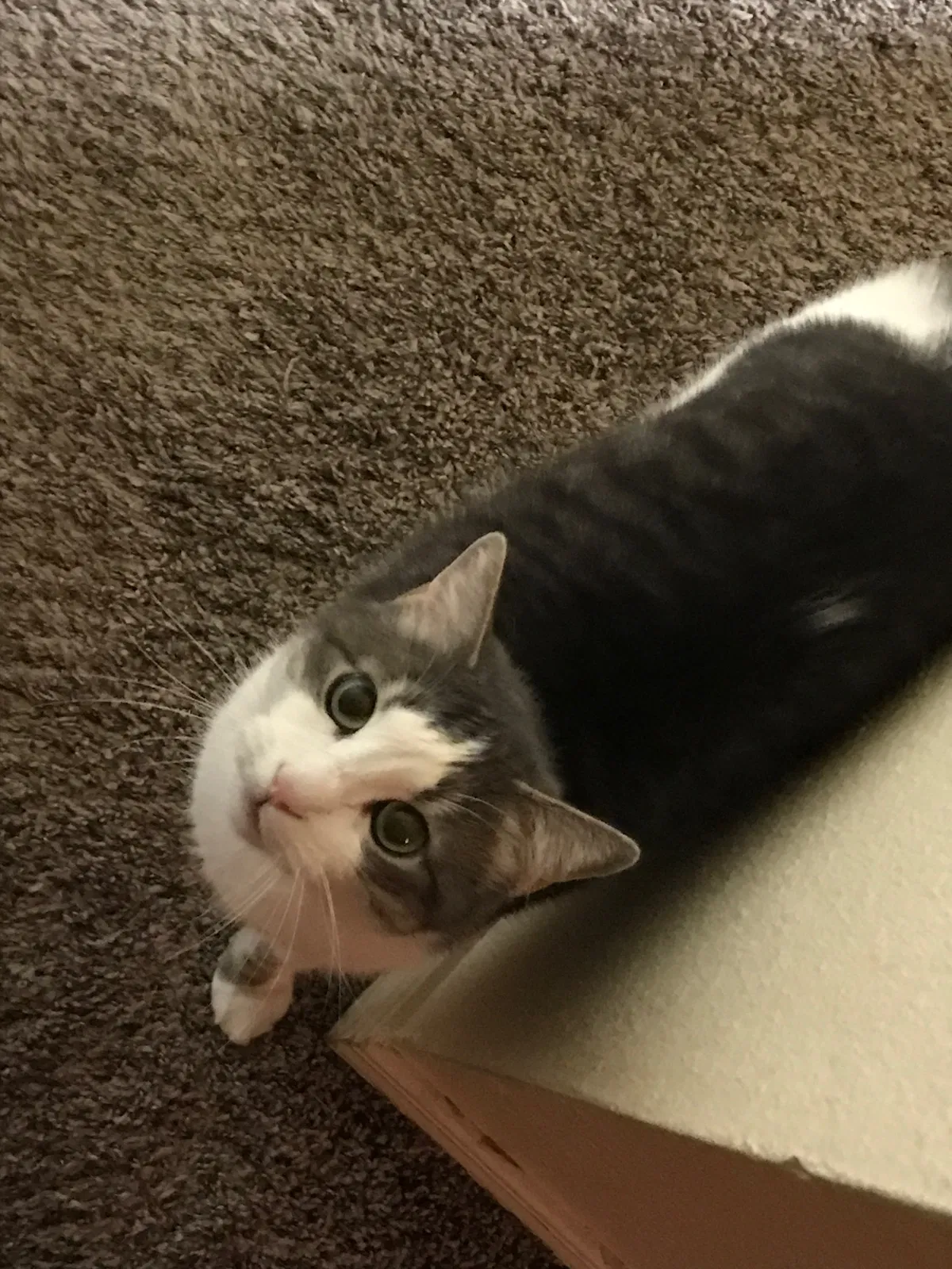 Lost cat in Lakewood, WA, 98498