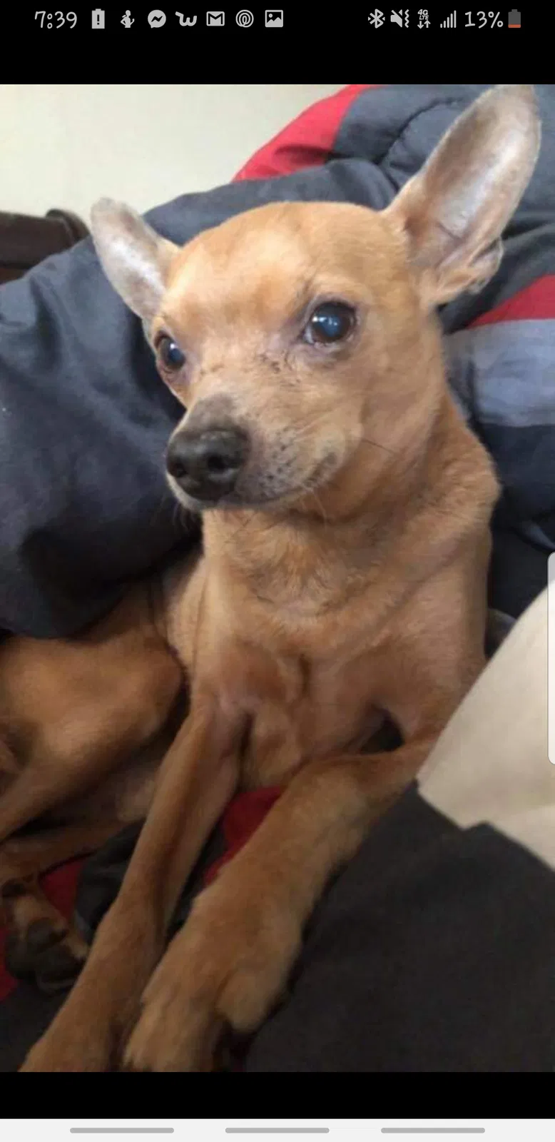 Lost dog in Austin, TX, 78728