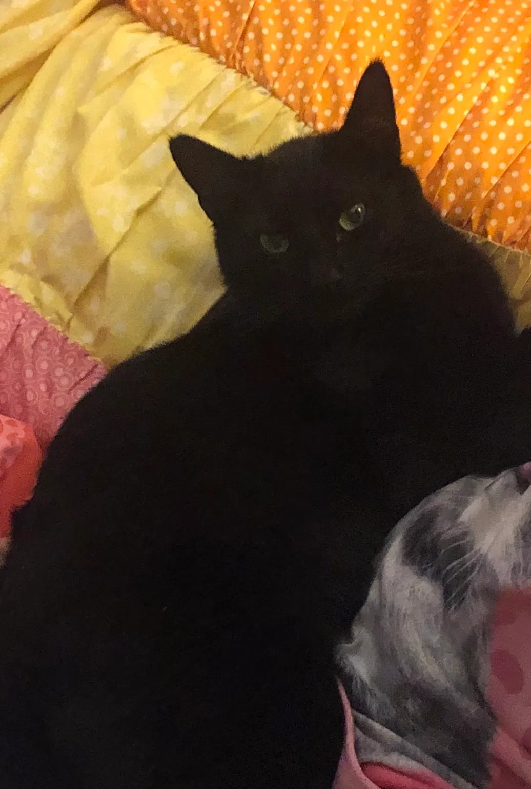 Lost cat in Redding, CA, 96001
