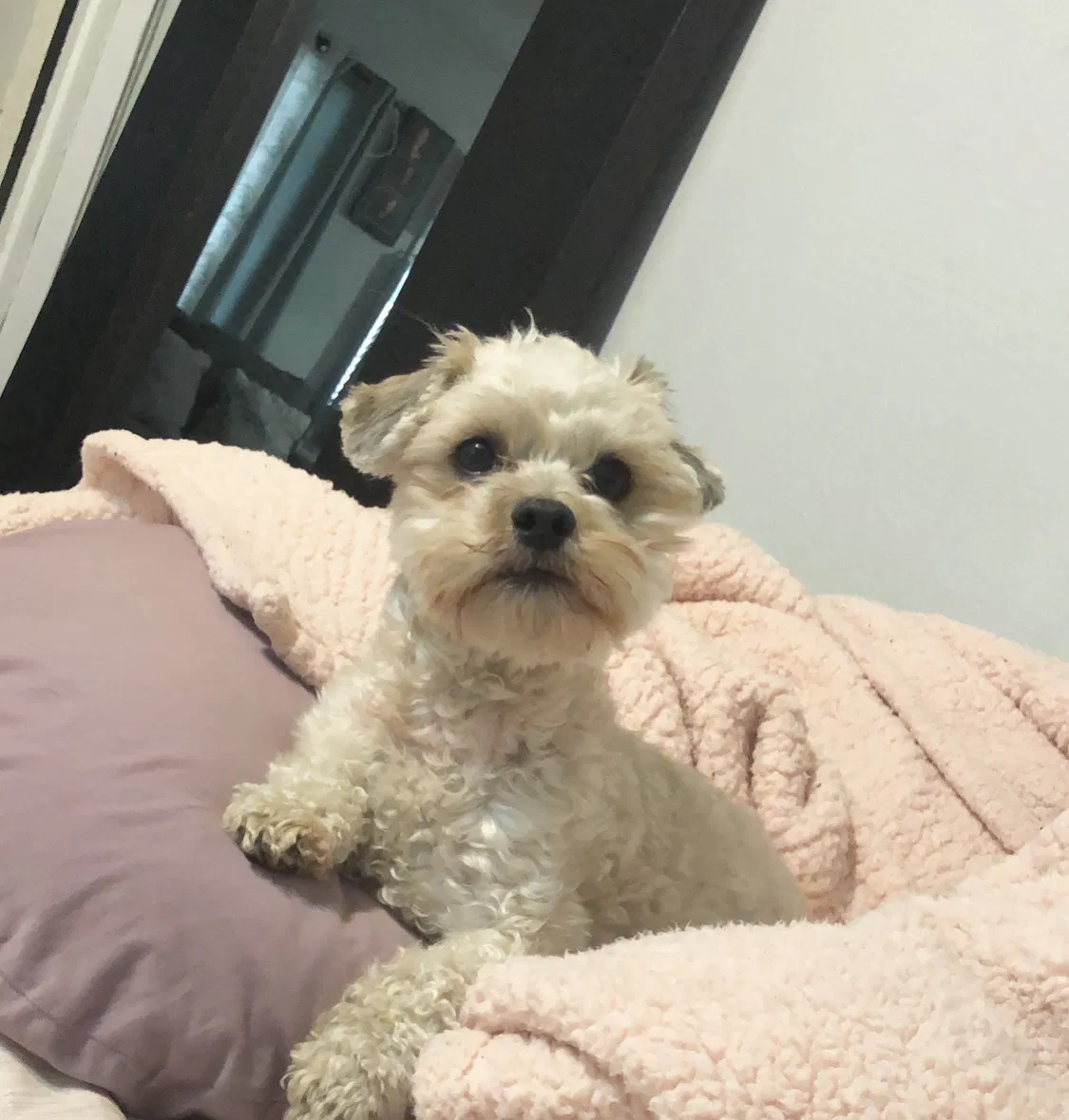 Lost dog in Los Angeles, CA, 90022